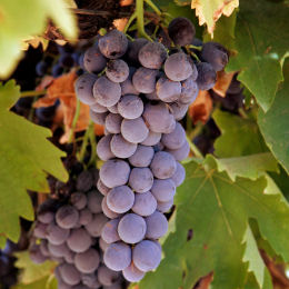 Grape Vine, black 'Muscat de Hambourg
